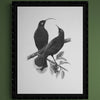 A Lost Harmony (Huia) - A3